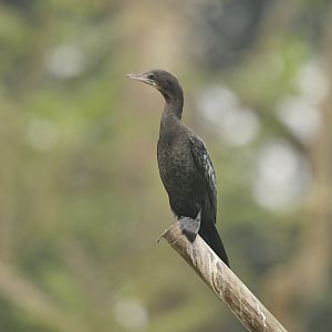 Little Cormorant Microcarbo niger