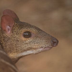 Indian spotted chevrotain (Moschiola indica)