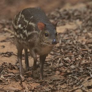 Indian spotted chevrotain (Moschiola indica)