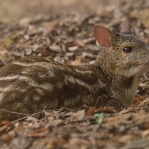 Indian spotted chevrotain (Moschiola indica)