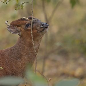 Northern red muntjack Muntiacus vaginalis