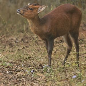Northern red muntjack Muntiacus vaginalis