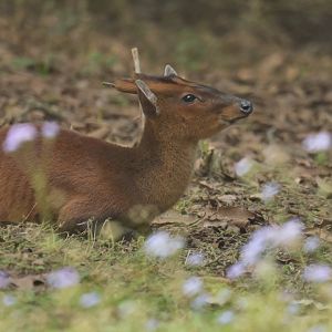 Northern red muntjack Muntiacus vaginalis