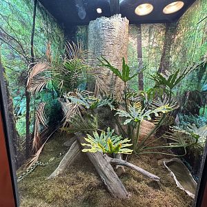 Sep. 2025 - Expedition Africa - Mixed Viper Terrarium