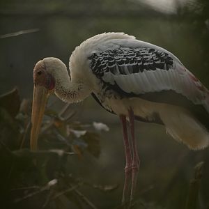Painted stork Mycteria leucocephala
