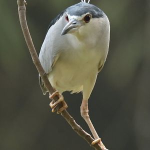 Night heron Nycticorax nycticorax