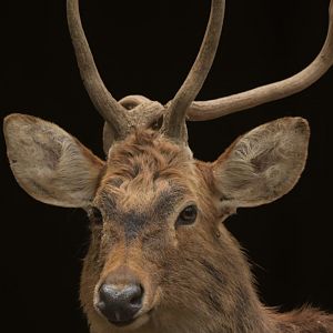 Manipur brow-antlered deer Panolia eldii eldii