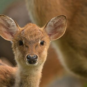 Manipur brow-antlered deer Panolia eldii eldii