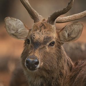 Manipur brow-antlered deer Panolia eldii eldii
