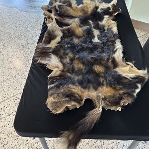 Sep. 2025 - Expedition Africa - Painted Dog Pelt