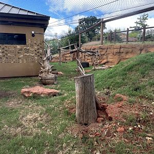 Sep. 2025 - Expedition Africa - Honey Badger Enclosure