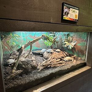 Sep. 2025 - Herpetarium - Juvenile Tortoise Enclosure