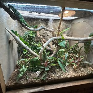 Sep. 2025 - Herpetarium - Fijian Banded Iguana Terrarium