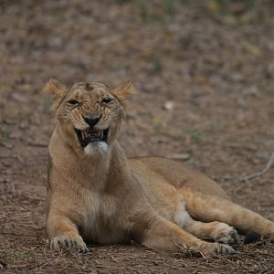 Indian lion Panthera leo persica