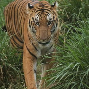 Bengal tiger PAnthera tigris tigris