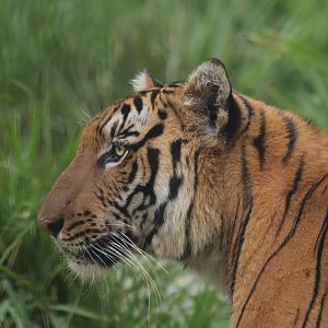 Bengal tiger PAnthera tigris tigris