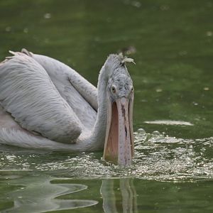 Spot-billed pelican Pelecanus philippensis