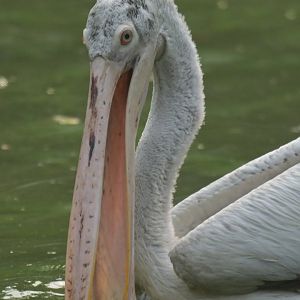 Spot-billed pelican Pelecanus philippensis