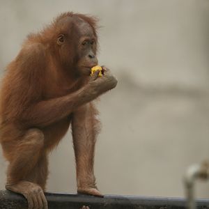 Bornean orangutan Pongo Pygmaeus