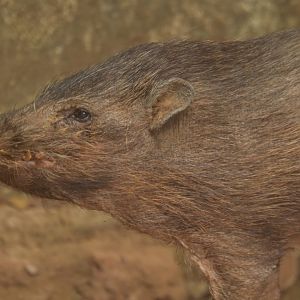 Pygmy hog (Porcula salvania)