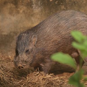 Pygmy hog (Porcula salvania)