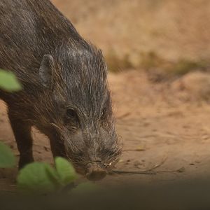 Pygmy hog (Porcula salvania)