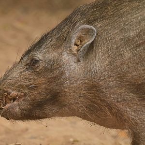 Pygmy hog (Porcula salvania)