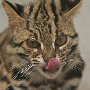 Mainland leopard cat (Prionailurus bengalensis)