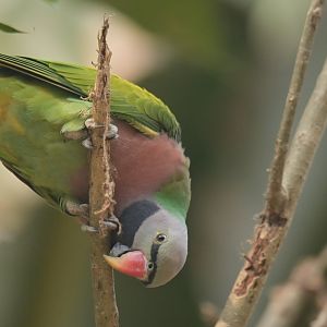 Derbyan Parakeet Psittacula derbiana