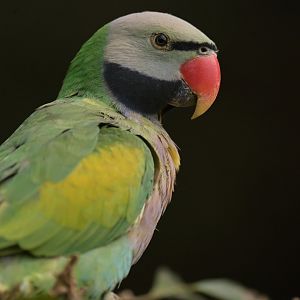 Derbyan Parakeet Psittacula derbiana