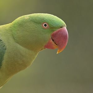Alexandrine Parakeet Psittacula eupatria