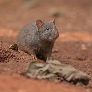 Black rat Rattus rattus