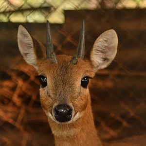 Chousingha Tetracerus quadricornis
