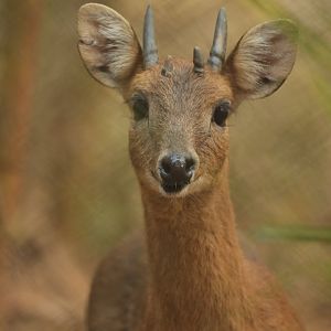 Chousingha Tetracerus quadricornis