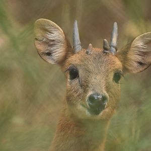 Chousingha Tetracerus quadricornis