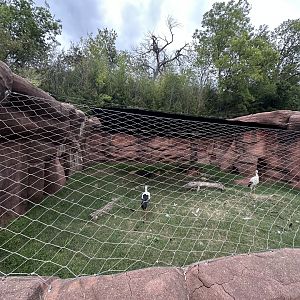 Sep. 2025 - “Old Grottoes” - White Stork Enclosure