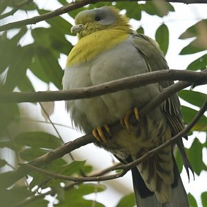 Ashy-headed Green Pigeon Treron phayrei