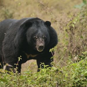 Asian black bear ursus thibetanus