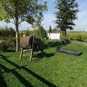 Domestic goose exhibit