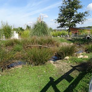 Domestic goose exhibit