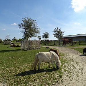 Pony exhibit