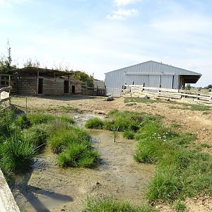 Domestic pigs exhibit