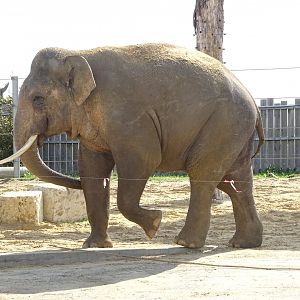 Asian elephant