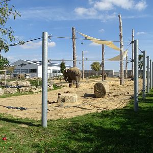 First asian elephants exhibit