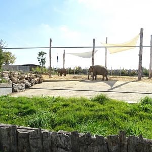 First asian elephants exhibit