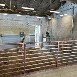 Sep. 2025 - Expedition Africa - Indoor Giraffe Stall