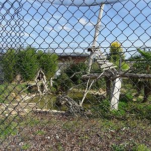 Row of leopard exhibits