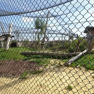 Row of leopard exhibits
