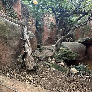 Sep. 2025 - Cat Forest - Fishing Cat Enclosure