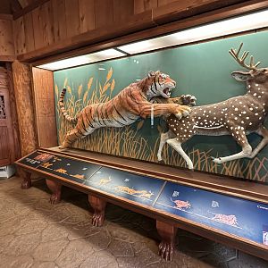 Sep. 2025 - Cat Forest - Tiger Center